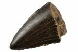 Serrated, Tyrannosaur Tooth Tip - Judith River Formation #194292-1